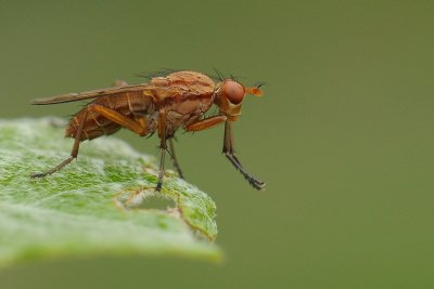 Slakkendoder