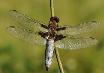  Platbuik-Broadbodied Chaser