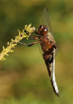 Platbuik-Broadbodied Chaser