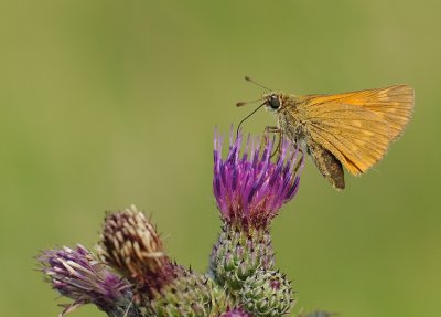 Groot dikkopje-Large skipper