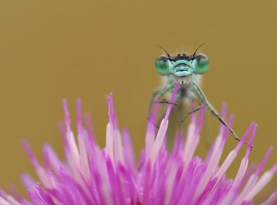 lantaarntjes-Bleu tailed Damselfly