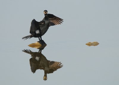 Aalscholver -Great Cormorant