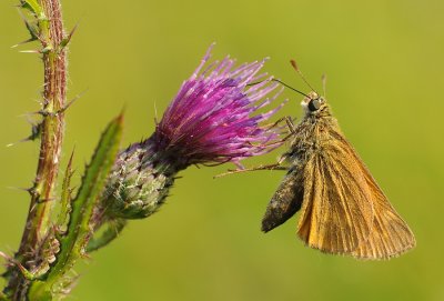 Groot dikkopje-Large skipper