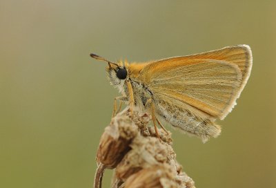 Zwartsprietdikkopje-Essex skipper