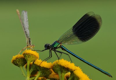 Blauwe breedscheenjuffer-White-legged Damselfly en Weidebeekjuffer-Banded Demoiselle
