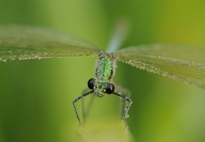 Weidebeekjuffer-Banded Demoiselle