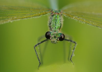 Weidebeekjuffer-Banded Demoiselle