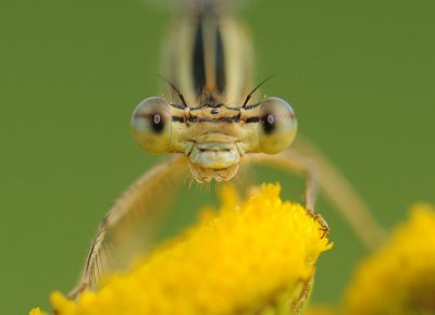 Blauwe breedscheenjuffer-White-legged Damselfly