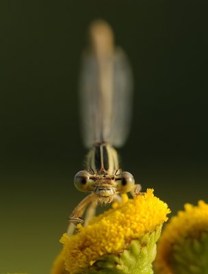 Blauwe breedscheenjuffer-White-legged Damselfly