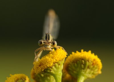 Blauwe breedscheenjuffer-White-legged Damselfly