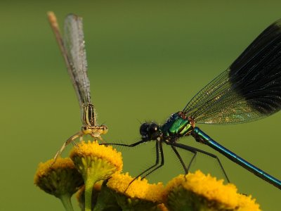 Blauwe breedscheenjuffer-White-legged Damselfly en Weidebeekjuffer-Banded Demoiselle