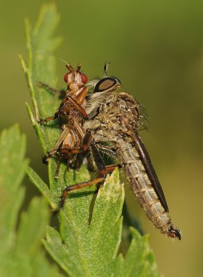 Ringpootroofvlieg-Machimus cingulatus