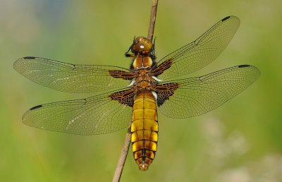 Platbuik-Broadbodied Chaser