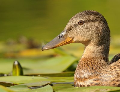 Wilde eend-Mallard