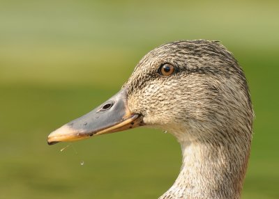 Wilde eend-Mallard