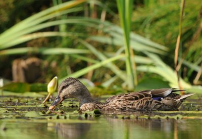 Wilde eend-Mallard