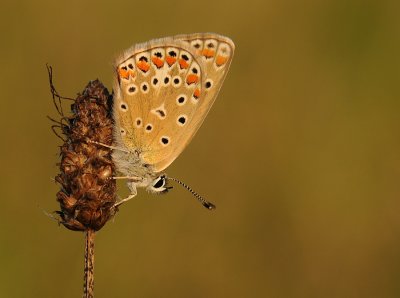 Icarusblauwtje-Common blue