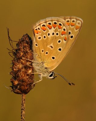 Icarusblauwtje-Common blue