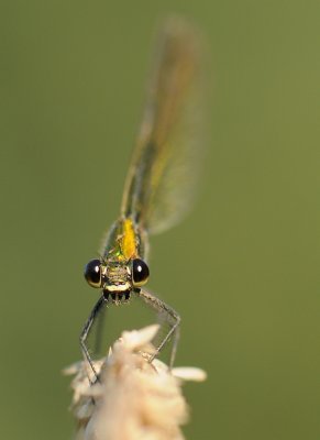 Weidebeekjuffer-Banded Demoiselle