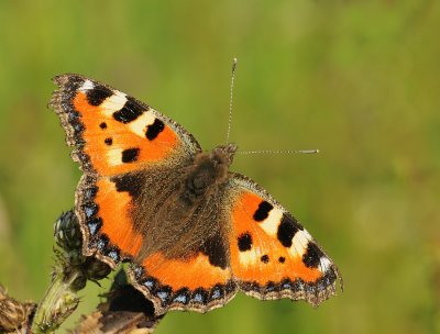 Kleine vos-Small tortoiseshell