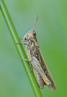 Bruine sprinkhaam-Field grasshopper