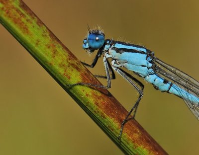 Watersnuffel-Common Bleu Damselfly