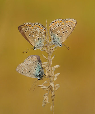 Icarusblauwtje-Common blue