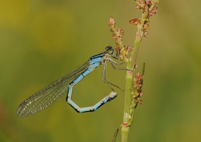 WatersnuffelWatersnuffel-Common Bleu Damselfly