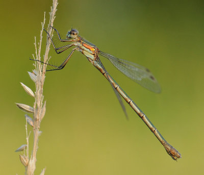 Gewone pantserjuffer -Emerald Damsefly