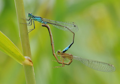 lantaarntjes-Bleu tailed Damselfly