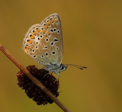 Icarusblauwtje-Common blue