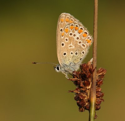 Icarusblauwtje-Common blue