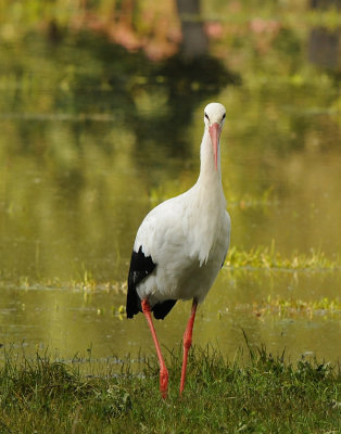 Ooievaar-White Stork