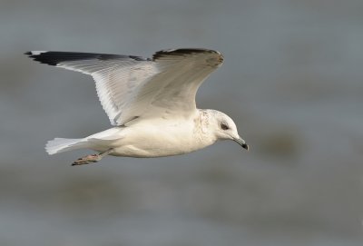 Stormmeeuw -Common Gull