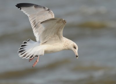 Zilvermeeuw-Herring Gull