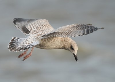 Zilvermeeuw-Herring Gull