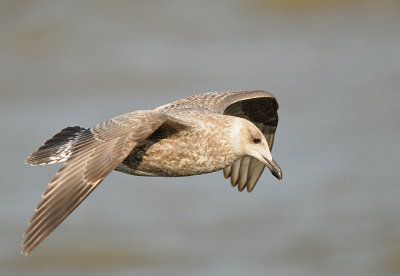 Zilvermeeuw-Herring Gull