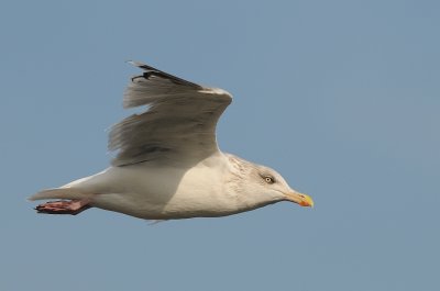 Zilvermeeuw-Herring Gull