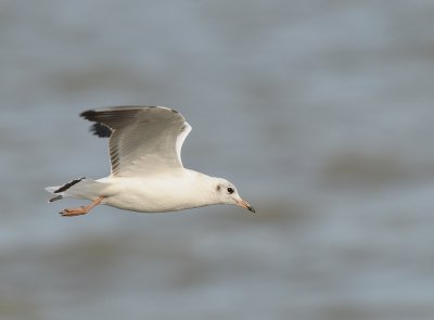 Kokmeeuw-Black headed Gull