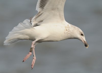 Grote mantelmeeuw-Great Black-backed Gull