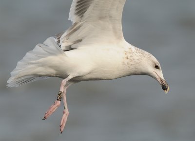 Grote mantelmeeuw-Great Black-backed Gull