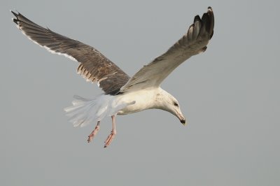 Grote mantelmeeuw-Great Black-backed Gull