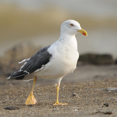 Kleine mantelmeeuw -Lesser Black-backed Gull