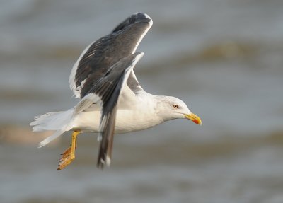 Kleine mantelmeeuw -Lesser Black-backed Gull