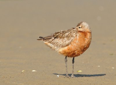 Rosse grutto-Bar-tailed Godwit