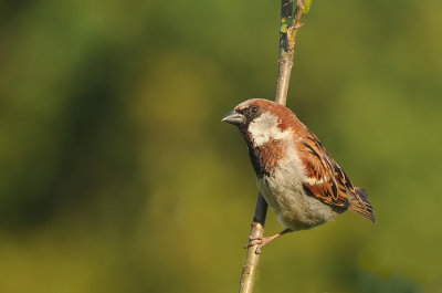 Huismus-House Sparrow