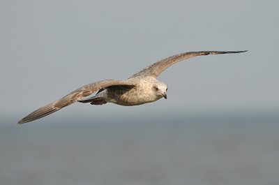 Zilvermeeuw-Herring Gull