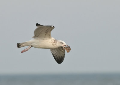 Pontische meeuw-Caspian Gull