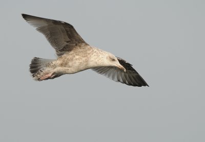 Zilvermeeuw-Herring Gull