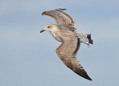 Zilvermeeuw-Herring Gull